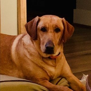 Meet your Posher, Langley